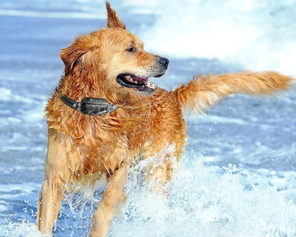 Waterproof Dog Training Collar with Remote Control