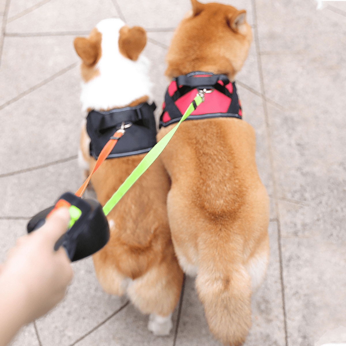 Dual Dog Leash with Tangle-Free Swivel and Flashlight